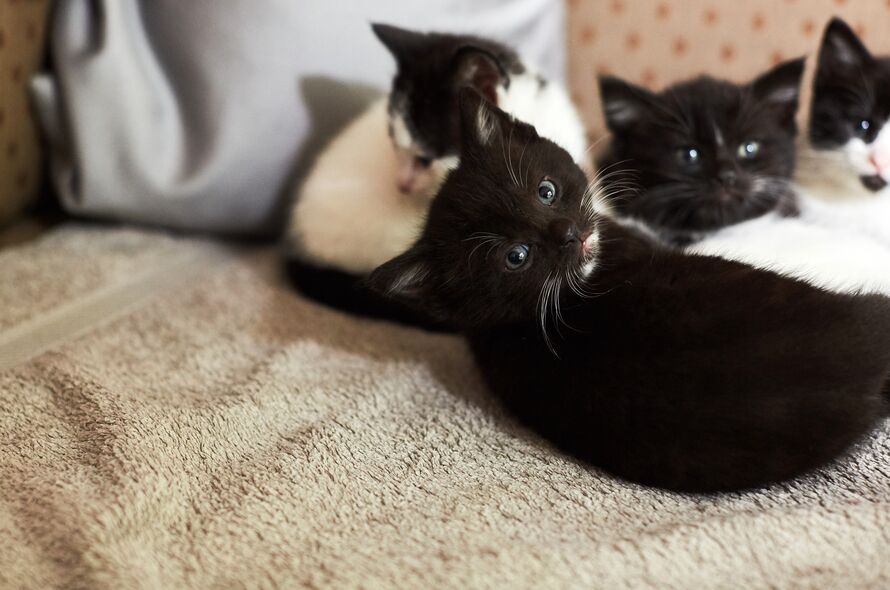 How do I stop my cats fighting each other? Battersea Dogs & Cats Home